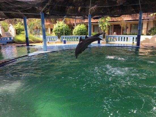 Melka Excelsior Dolphin & Wildlife Resort